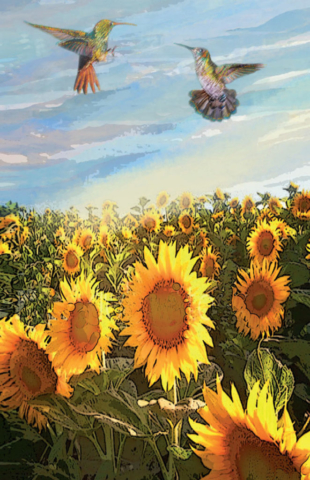 Sunflower Field by Ushana